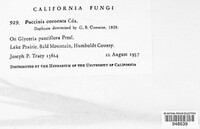 Puccinia coronata image